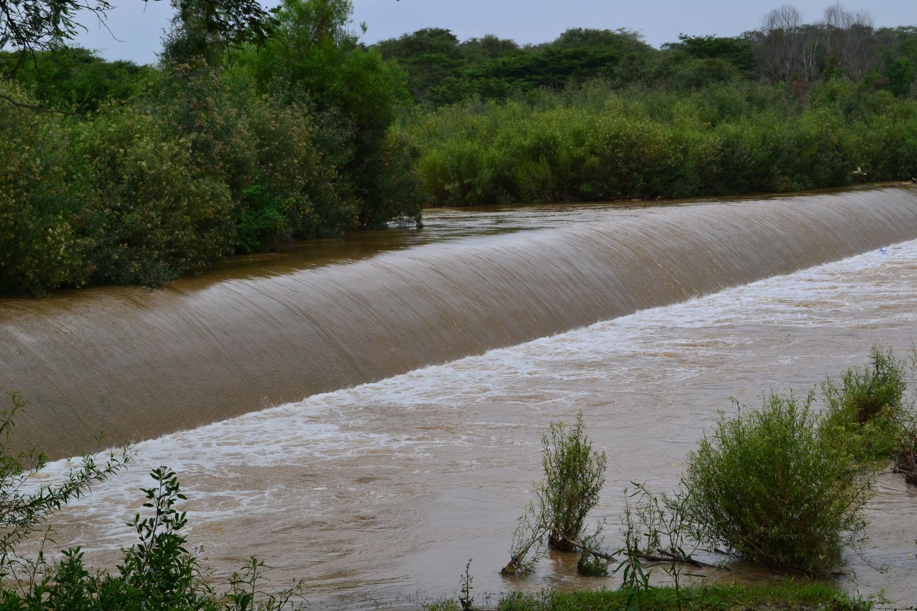 Senamhi recomendó a la población tomar las precauciones correspondientes y evitar realizar cualquier actividad cercana al río La Leche. Foto: Senasa.