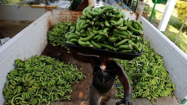 Alerta sanitaria en Colombia por sospecha de brote de hongo Fusarium en cultivos de banano