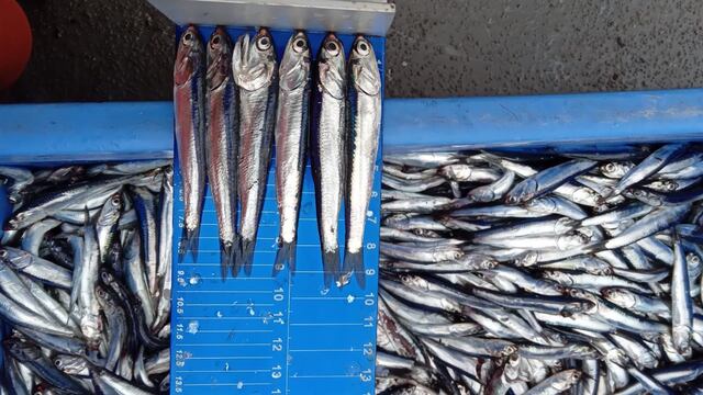 Produce fija límite de captura de anchoveta para este año: ¿de cuánto es?