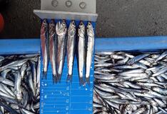 Produce fija límite de captura de anchoveta para este año: ¿de cuánto es?