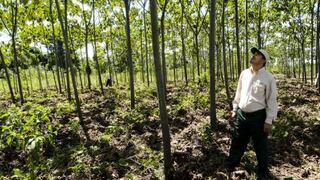 Programa de Manejo Forestal Sostenible aumenta ingresos de familias rurales