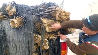 Produce incautó 20,000 kilos de macroalgas marinas en Arequipa y Tacna