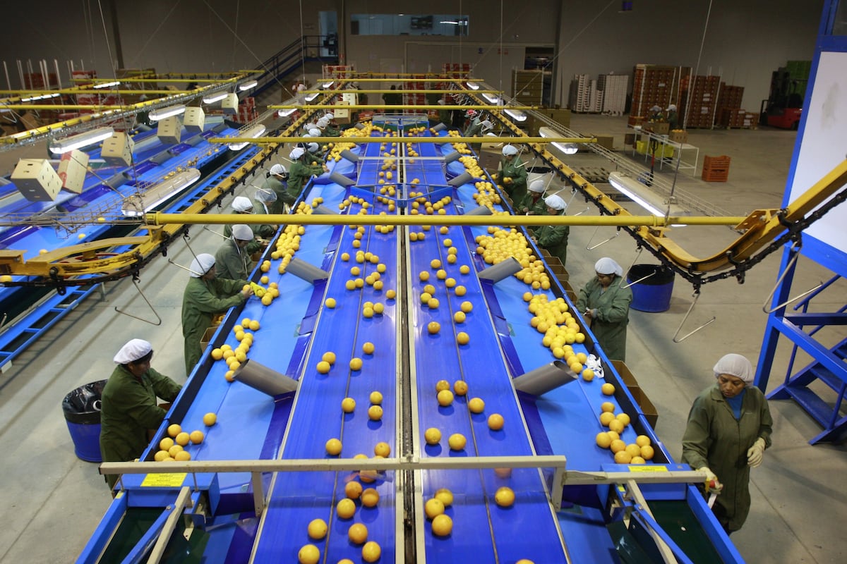 El Midagri apuesta porque la agroexportación crezca ligeramente en 2026. (Foto: Manuel Melgar).