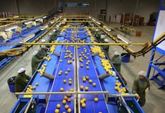 Vinelli: no se descarta suspensión perfecta en agroexportación, pero no hay pedido por ahora