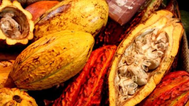 Perú es tercer productor de cacao en Latinoamérica pero ¿cuánto exportará este año?