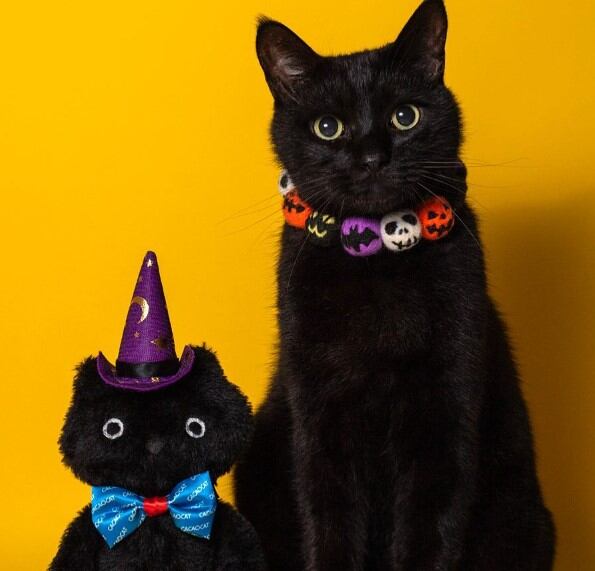 En muchos países celebran al gato negro (Foto: Akiko_kino/Instagram)