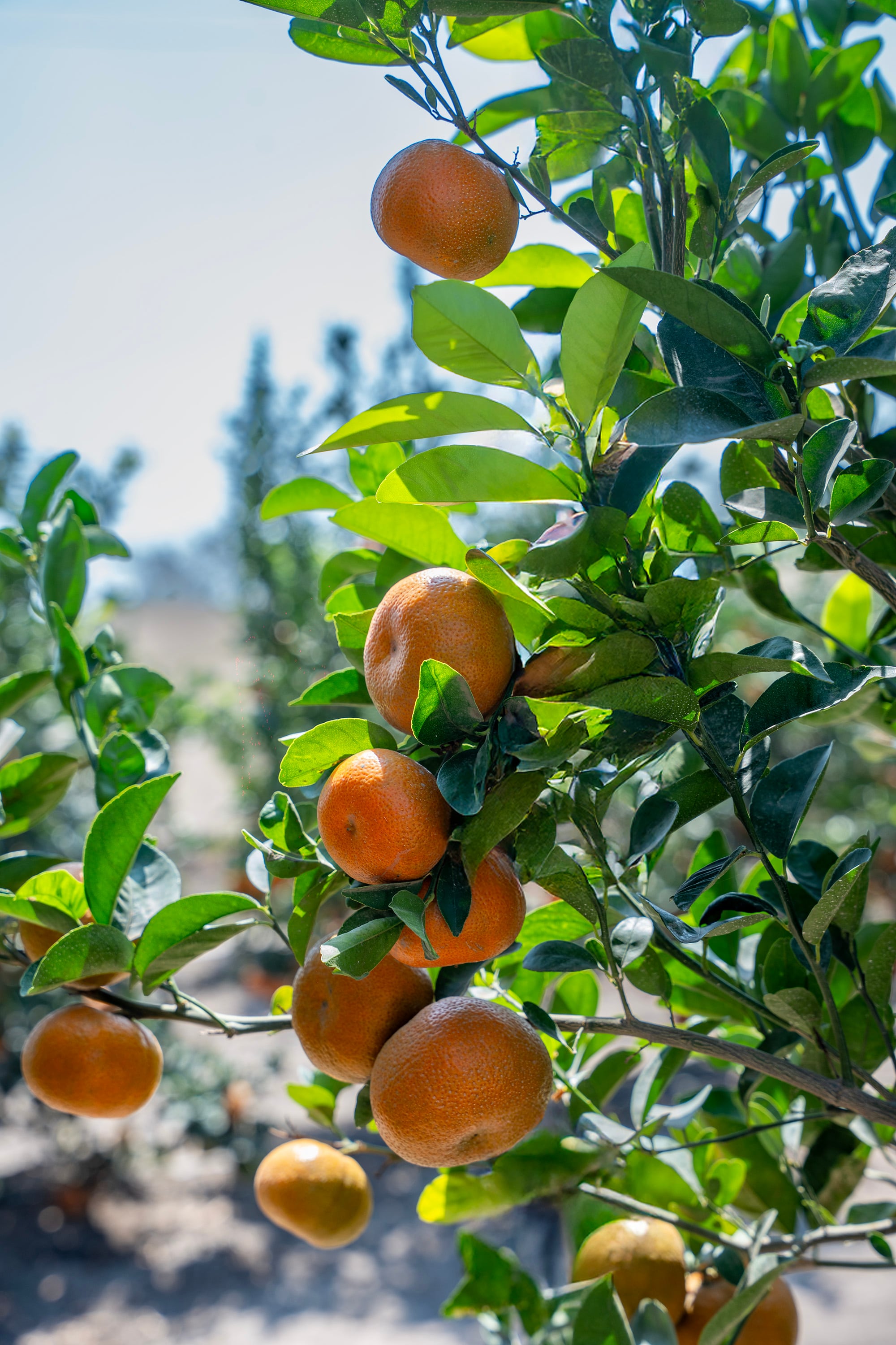 Mandarina Tango está mostrando problemas para obtener color naranja ante cambios en el clima. (Foto: Agrícola Cayaltí)