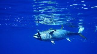 Disminuye la sobrepesca de atún en aguas internacionales, según la FAO