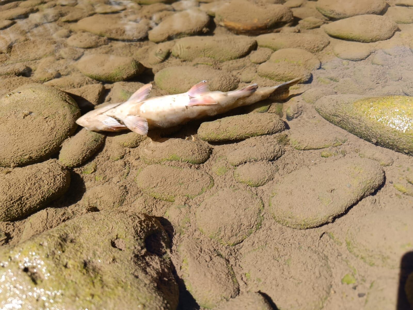 Foto tomada en un río del Centro poblado de Pariac, distrito de Pichos, en Huancavelica. Créditos: Oficina de Defensa Civil de la Municipalidad distritos de Pariac.