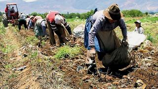 Día del Campesino: Productividad del pequeño agricultor es de las más bajas de la región