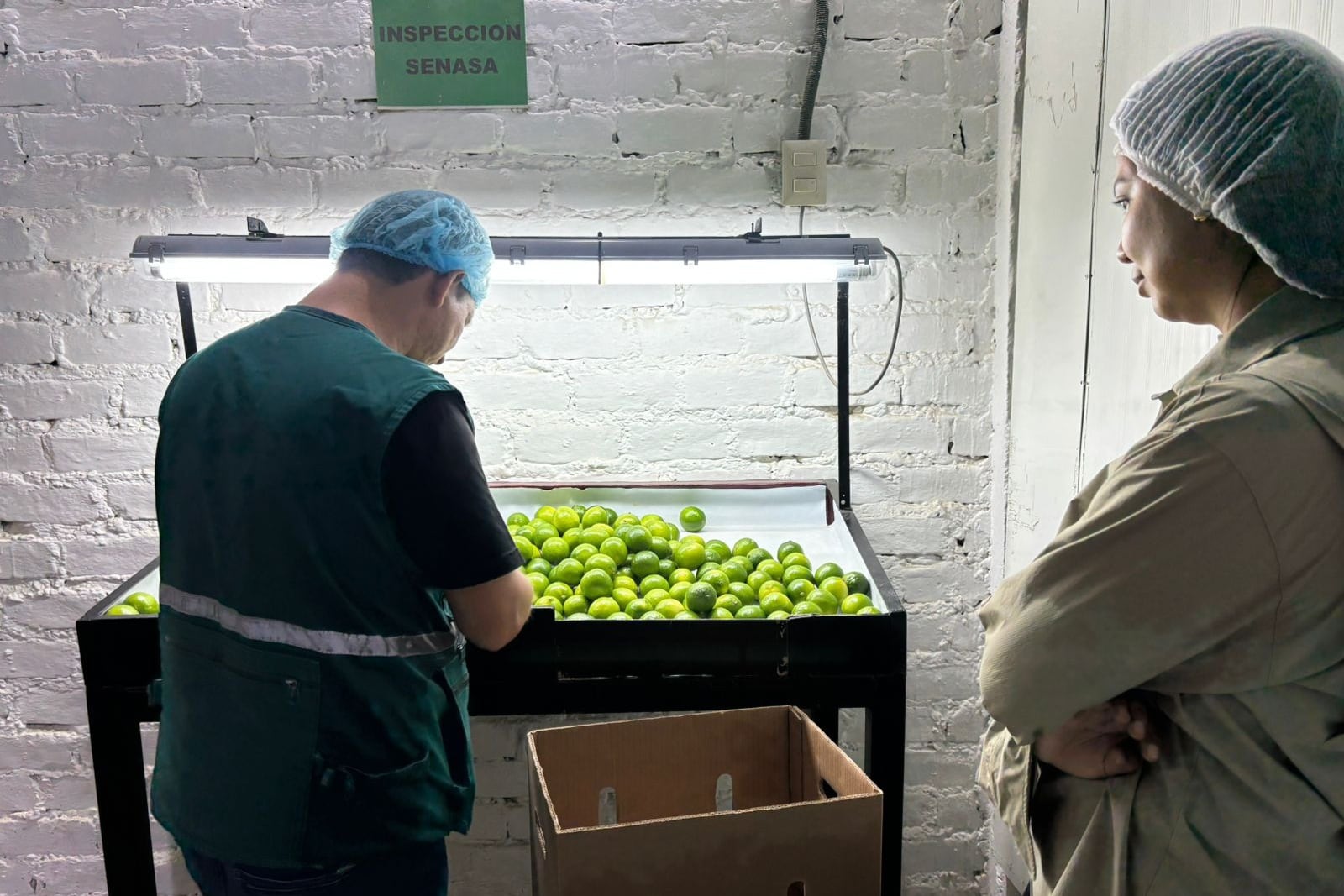 Fundada en diciembre de 2025, Segrafruit cuenta con el respaldo de un grupo empresarial con experiencia en el sector agrícola. Desde sus inicios, la empresa ha apostado por integrar producción, exportación y el desarrollo de mercados, lo que le permite un control directo sobre la cadena de valor.