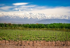 Vinos: el arte de desafiar la montaña