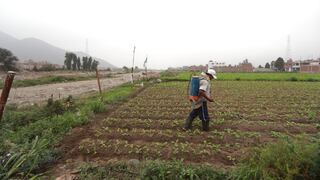 Minagri prevé beneficiar a 6,800 ganaderos de Cajamarca con cultivo en 150,000 hectáreas