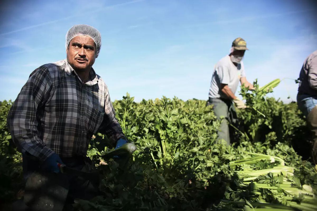 Un grupo de empleados mexicanos trabajan en un campo en Brawley, California. Crédito: SANDY HUFFAKER/AFP/Getty Images