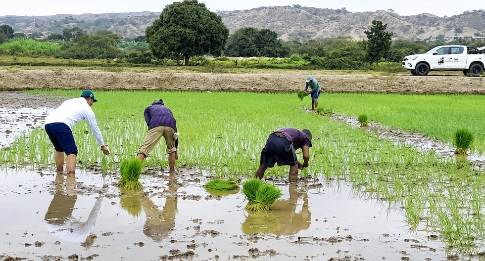 Perú enfrenta crisis de arroz por baja producción y altas importaciones