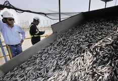 Perú no tendrá primera temporada de pesca de anchoveta por ahora