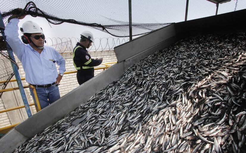 Produce anuncia que no se abrirá primera temporada de pesca de anchoveta. Foto: Ministerio de la Producción