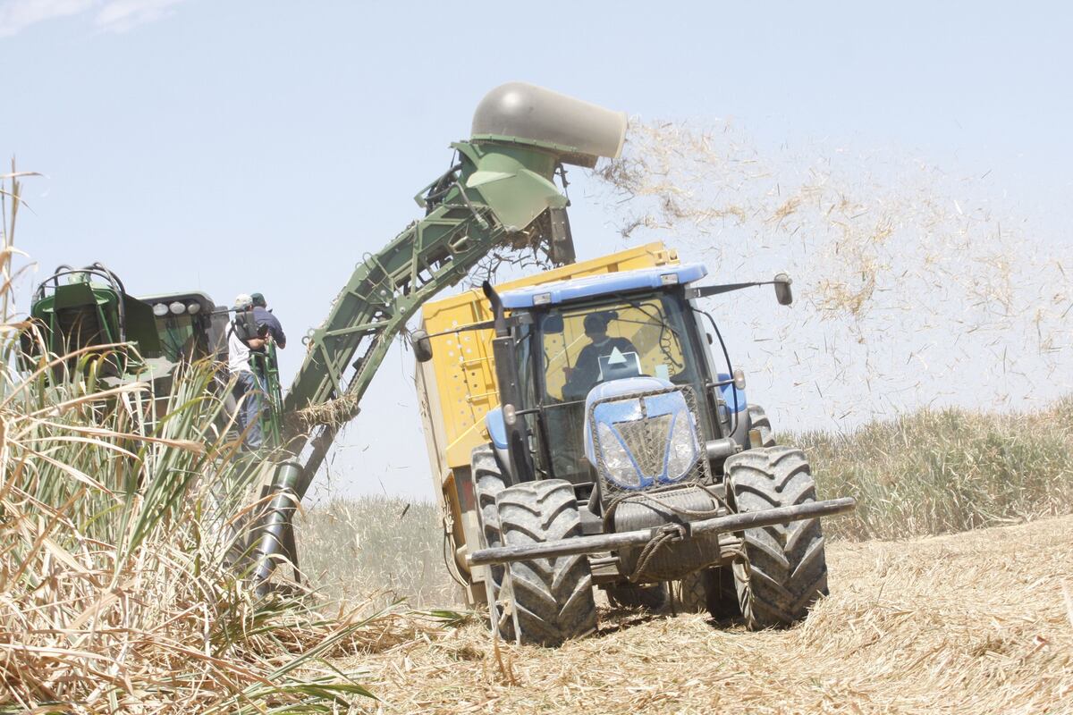 Perú cuenta con 160 mil hectáreas de cultivo de caña de azúcar.