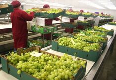 Envíos no tradicionales “en rojo”, pero precios de exportación serán un impulso