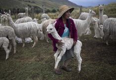 Crisis en la puna: alpacas en riesgo por tasa de mortalidad