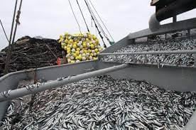La segunda temporada de anchoveta 2025 permitió a Exalmar procesar 862,000 toneladas métricas y alcanzar una participación de mercado de 17.7%. Foto: Andina