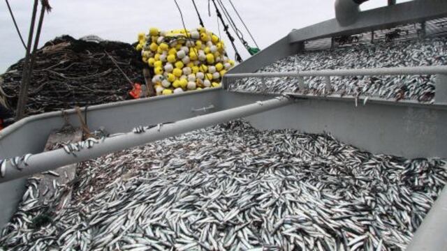 Producción del sector pesquero creció 37.3% en marzo por décimo mes consecutivo