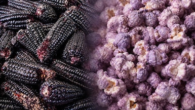 El maíz morado peruano explora una nueva oportunidad de negocio. (Foto: Andina / Pexels/ ChatGPT)