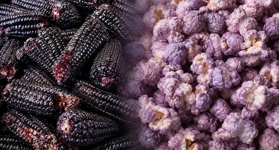 Maíz morado en Perú: de campo a innovación agrícola