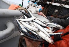 Cuotas de anchoveta: cuando el mar pasó de botín a un recurso potente para Perú