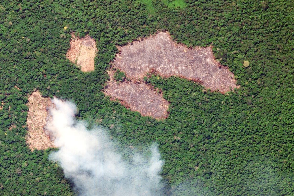 La degradación de la Amazonía amenaza el PBI, el agua y el costo de la deuda. (Foto: referencial)