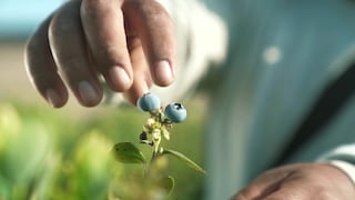 Space AG busca llegar a EE.UU. con software de agrotecnología