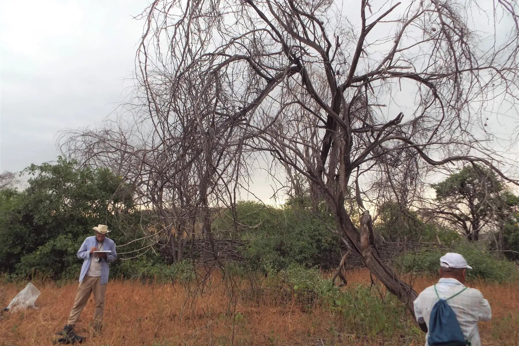 El bosque seco del norte del Perú constantemente enfrenta desafíos de deforestación y cambio climático. (Foto: Andina)