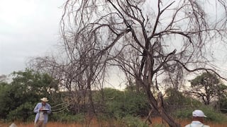 Radar contra la tala ilegal se expande de la Amazonía al bosque seco: el plan