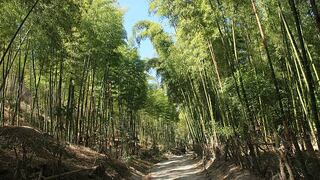 Impulso del sector forestal depende de una legislación que se mantenga no 10 años sino más de 30  