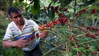Calentamiento global favorece hongo que amenaza café orgánico
