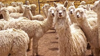 Alpaqueros de comunidades de Tacna son capacitados para procesar fibra de alpaca