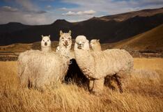 Producción de fibra de alpaca se enfría: el escenario para las exportaciones