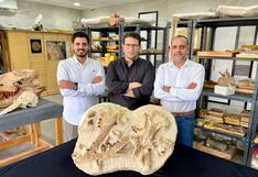 Hallan nueva ballena, Tutcetus, “el faraón” que murió hace 41 millones de años