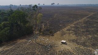 Deforestación en la Amazonía en Brasil llega a niveles históricos en primer semestre