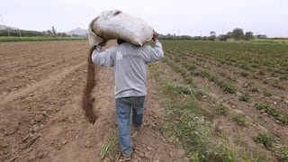 FAO explica las causas que llevan a la pérdida de la tercera parte de los alimentos agrícolas en Perú