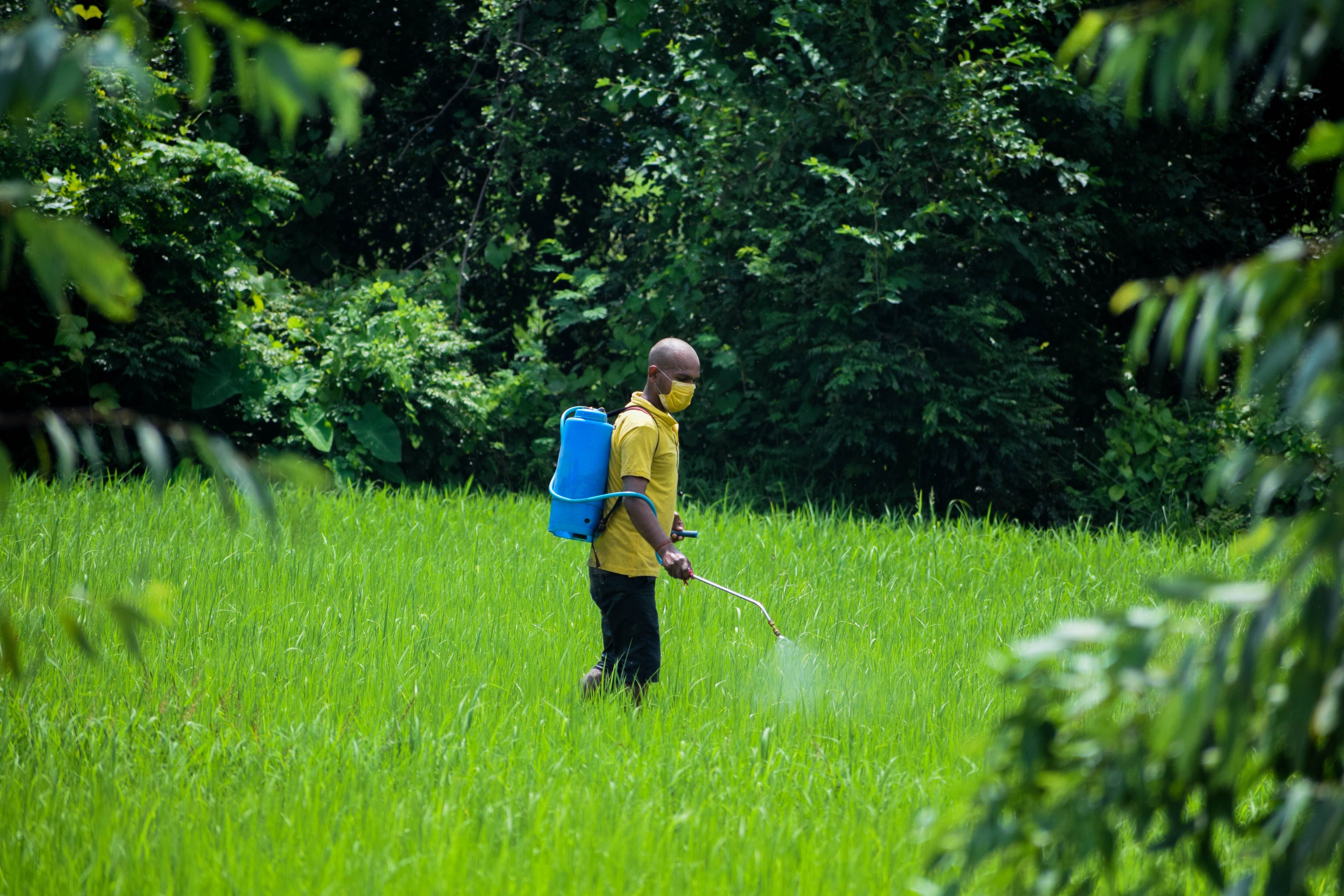 El organismo dispuso que el Senasa suspenda temporalmente la venta, distribución y uso de estas sustancias empleadas en la producción de alimentos para consumo interno. Foto: Pexels.