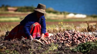 Día del Campesino: Minagri destinará créditos por S/ 600 millones para la campaña agrícola 2020-2021