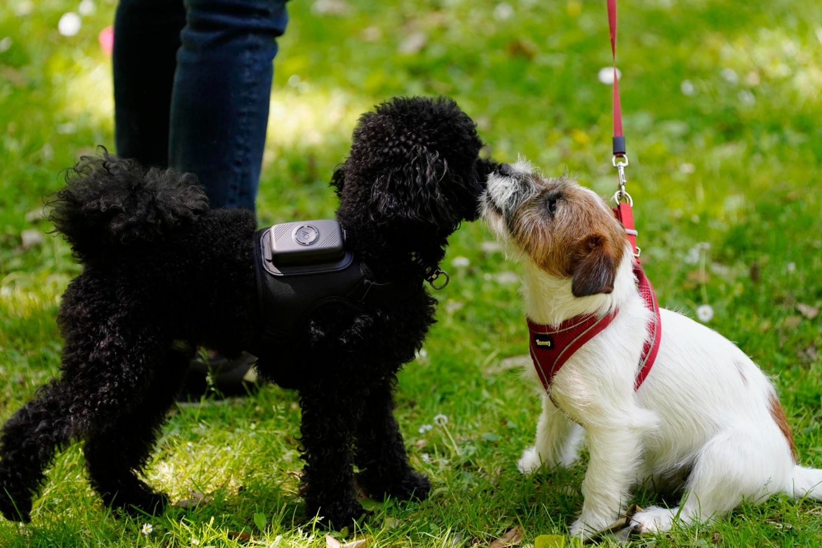 AcuPet Health es un dispositivo ‘wearable’, asociado a una aplicación móvil, que permite monitorizar constantes vitales clave y el nivel de actividad de los perros. Foto EFE