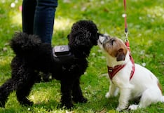 Una aplicación española monitoriza la salud de los perros para prevenir enfermedades