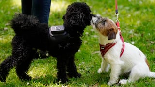 Una aplicación española monitoriza la salud de los perros para prevenir enfermedades