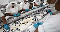 ¿Pesca “teme” a El Niño Costero?: Produce adelanta decisión clave en abril