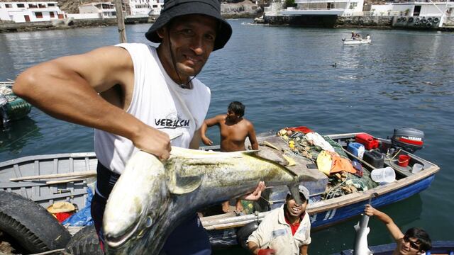 Imarpe ejecutará pesca exploratoria del recurso perico ¿en qué plazo?