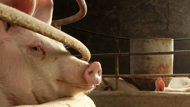 Compañías de equipos agrícolas ganan con peste porcina africana