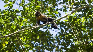 El conocimiento local permite mejorar el control de la fauna en la Amazonía