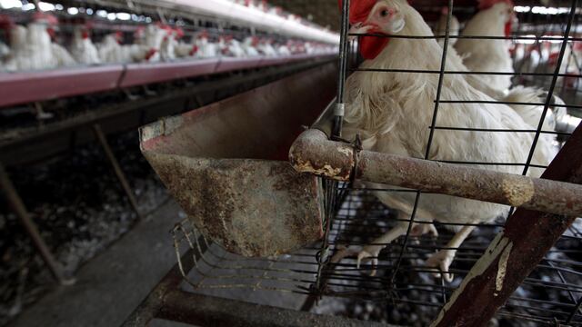 EE.UU. comienza a probar vacunas contra gripe aviar en aves de corral, tras brote sin precedentes